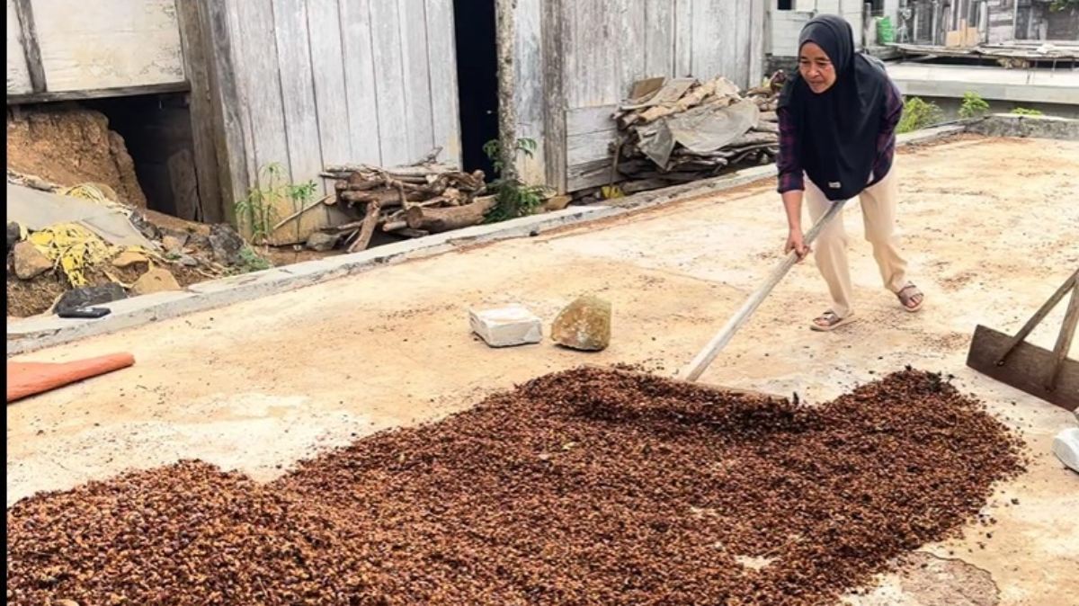 Petani Kopi Temanggung Dongkrak Mutu Lewat Rumah Pengering Biomassa