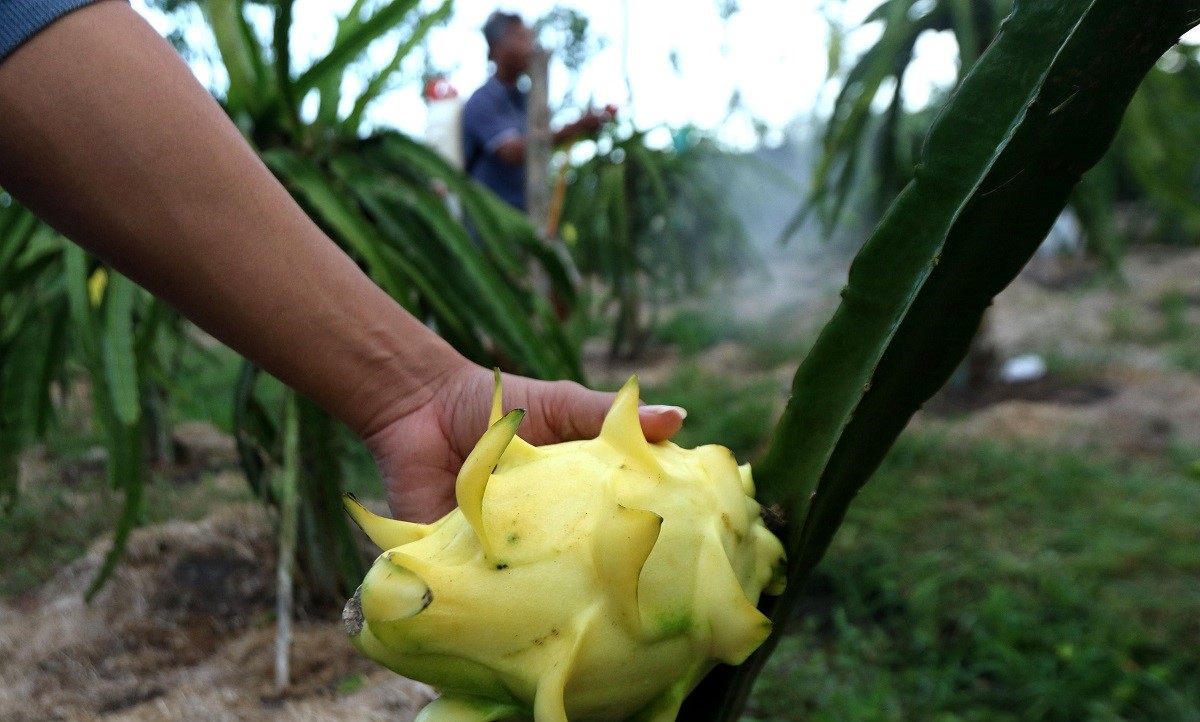 Dari Banyuwangi ke Pasar Lebih Luas, Petani Buah Naga Naik Kelas Berkat Program Klasterku Hidupku BRI