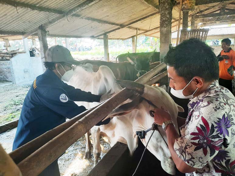 PMK Mengancam, Pemkab Purworejo Gencarkan Vaksinasi Sapi