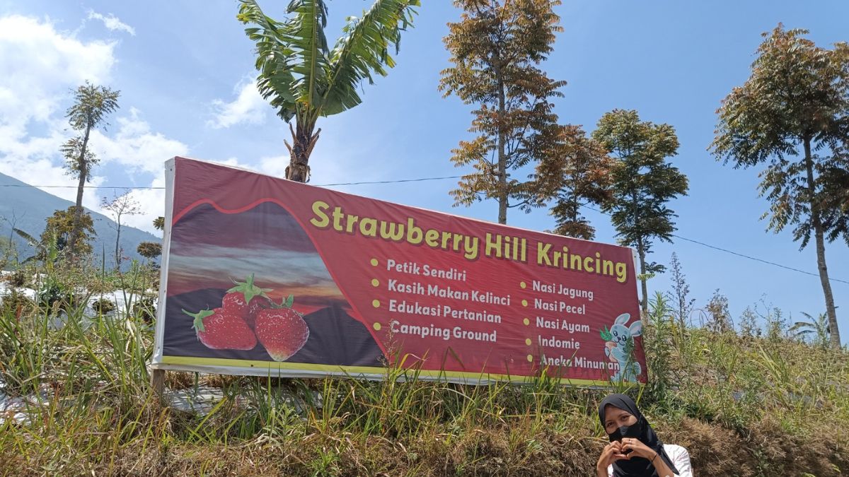 Wisata Petik Buah Strawberry di Krincing Strawberry Hill, Jenis Mencir Jadi Andalan 