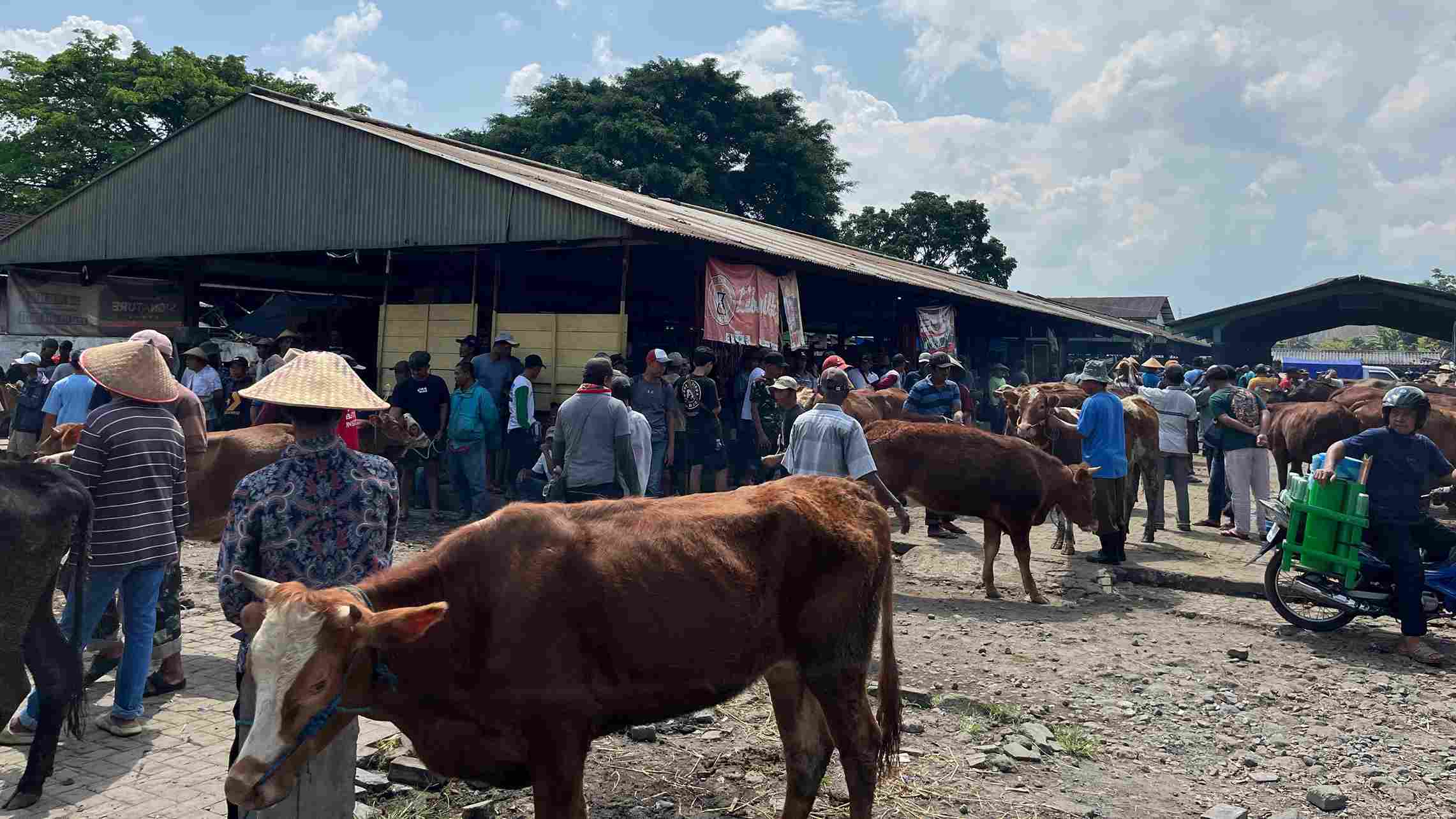 Jelang Idul Adha, Pedagang Hewan di Pasar Hewan Muntilan Naik 30 Persen