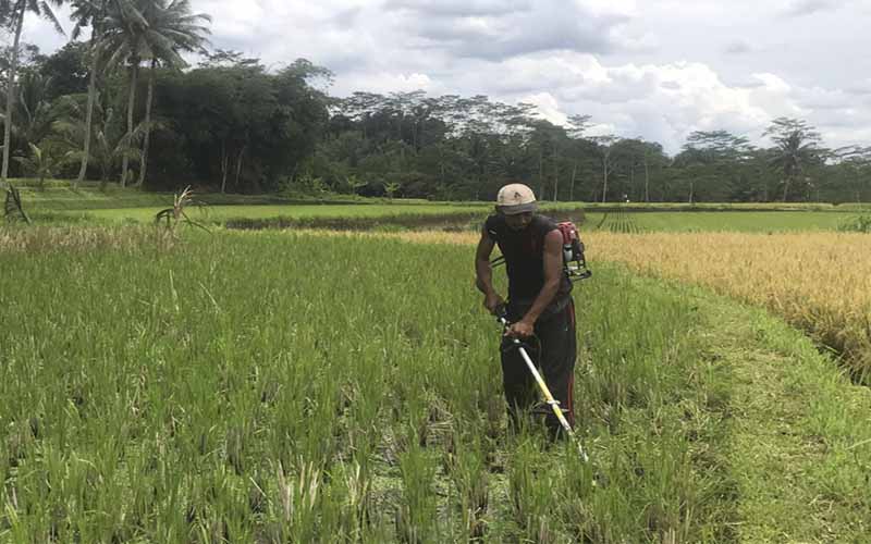 Pertanian di Kabupaten Magelang Hadapi Banyak Tantangan, Apa Saja?