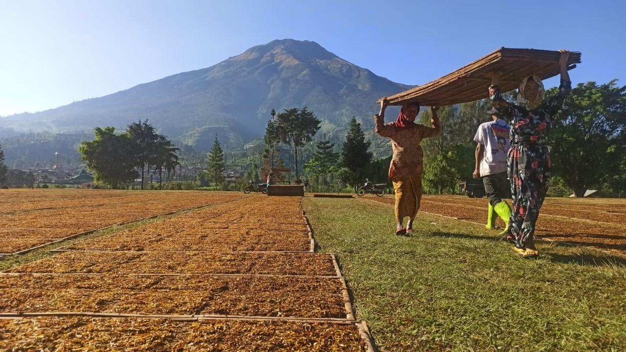 Petani Temanggung Gelisah, Pabrikan Belum Beli Tembakau Kemloko di Penghujung Agustus
