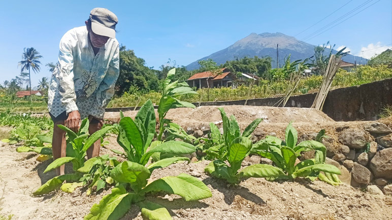 Petani di Temanggung Tunggu Kabar Perwakilan Pabrikan Rokok Beli Tembakau