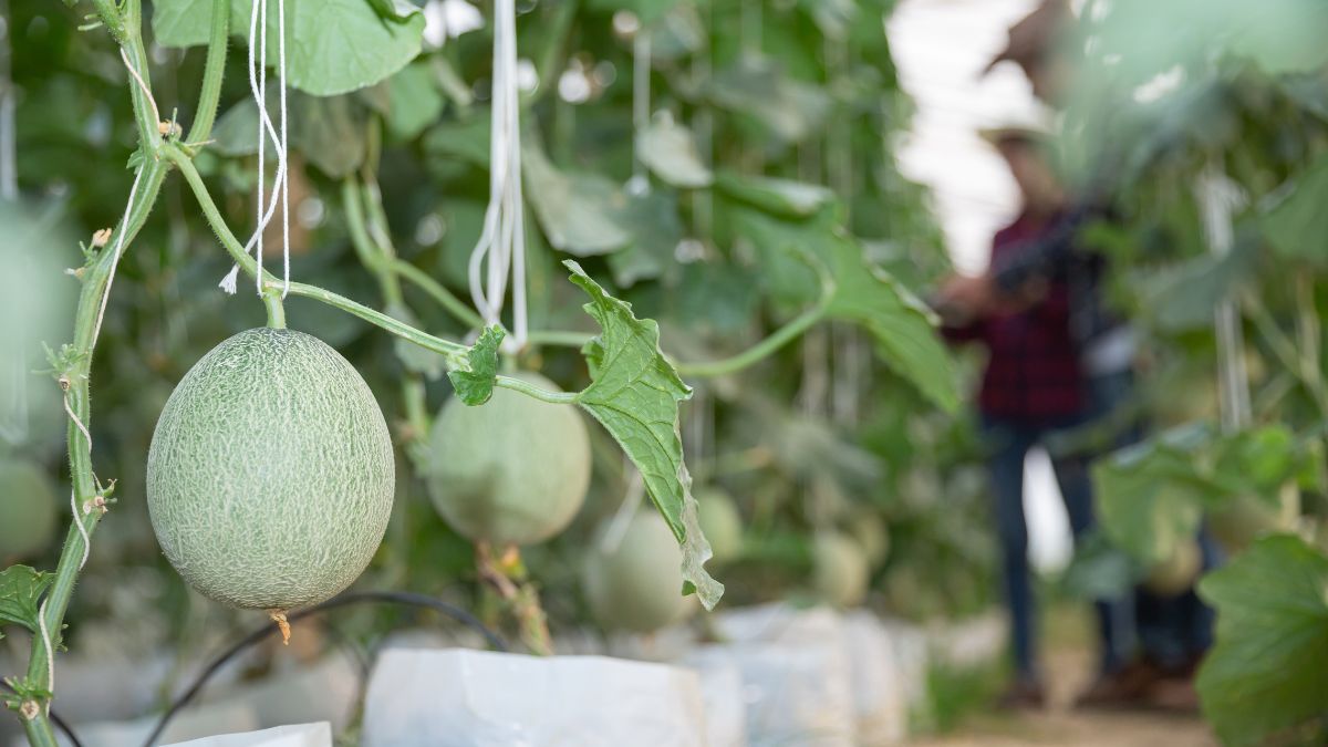 5 Spot Wisata Petik Buah di Magelang, Rasakan Sensasi Makan Buah dari Pohonnya!