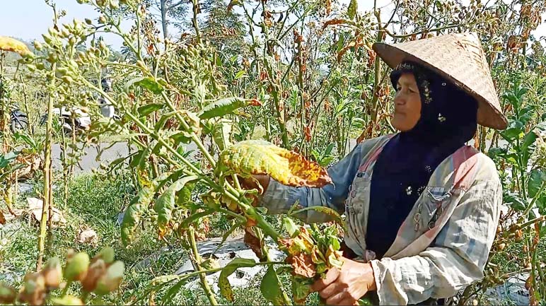 Duh! Harga Tembakau di Panen Tahun Ini Tidak Sesuai Harapan Petani