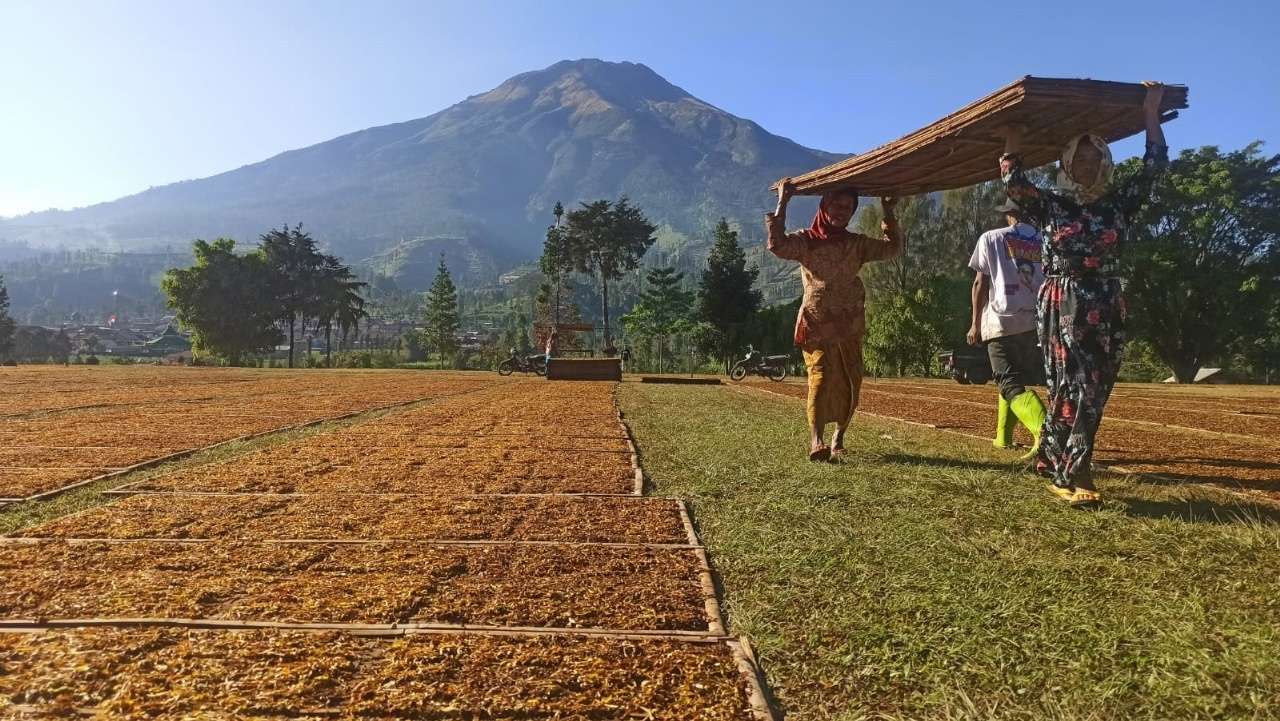 Tembakau, Nafas Ekonomi Temanggung: Ribuan Warga Gantungkan Hidup dari Lereng Sindoro-Sumbing