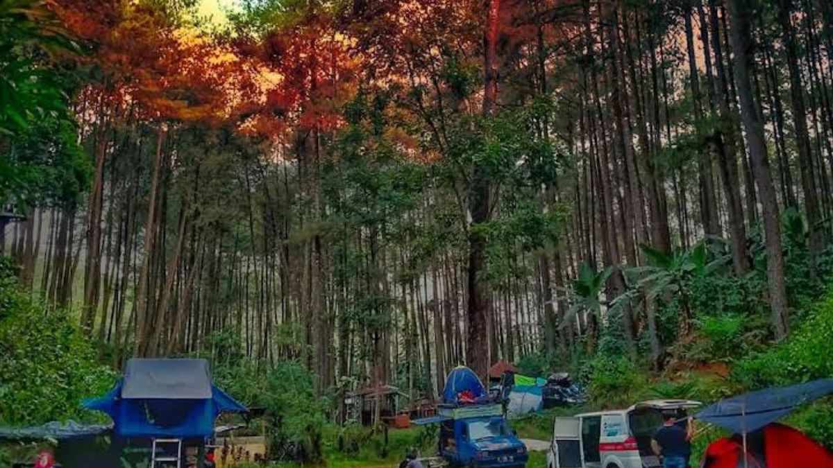 Wajib Mampir! Ini Dia Hutan Pinus Sigrowong Temanggung, Wisata Hutan dengan Spot Foto Menawan