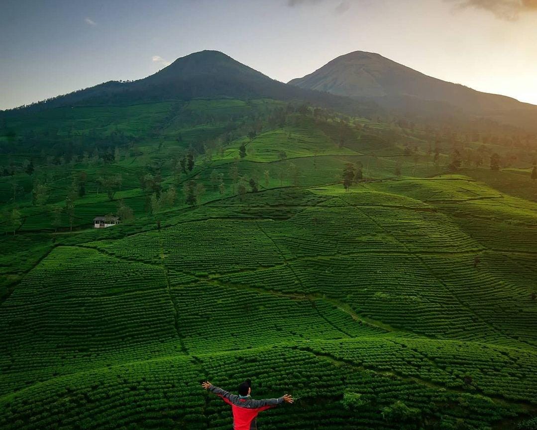 Gunung Cilik Wonosobo, Serunya Hiking di Tengah Perkebunan Teh