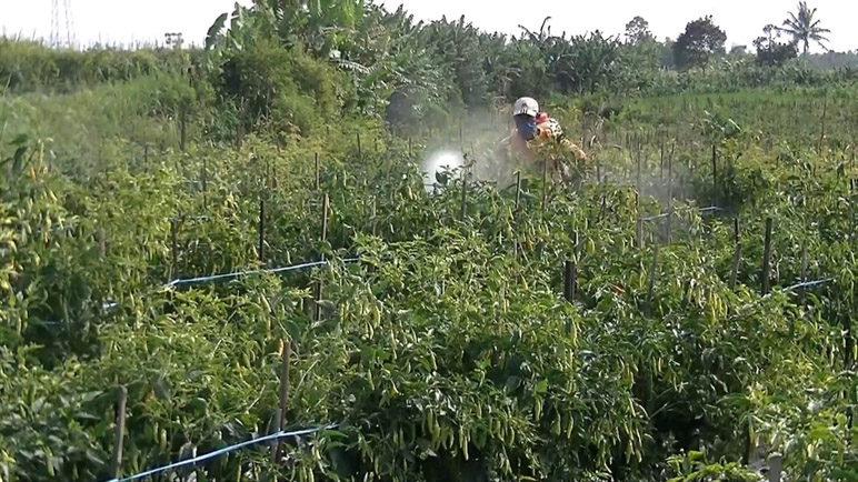 Meski Kemarau, Hasil Panen Cabai di Temanggung Masih Stabil