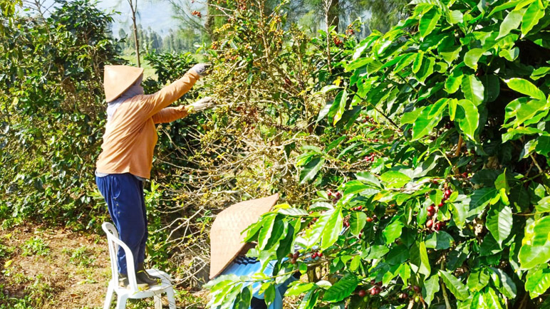 Pesan Pj Bupati Temanggung: Uang Hasil Panen Kopi Jangan Dihamburkan