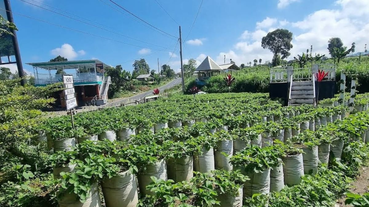 Asyik Tiada Duanya Berkunjung ke Wisata Kebun Inggit Strawbery Sensasi Petik Stroberi Langsung dari Tanamannya