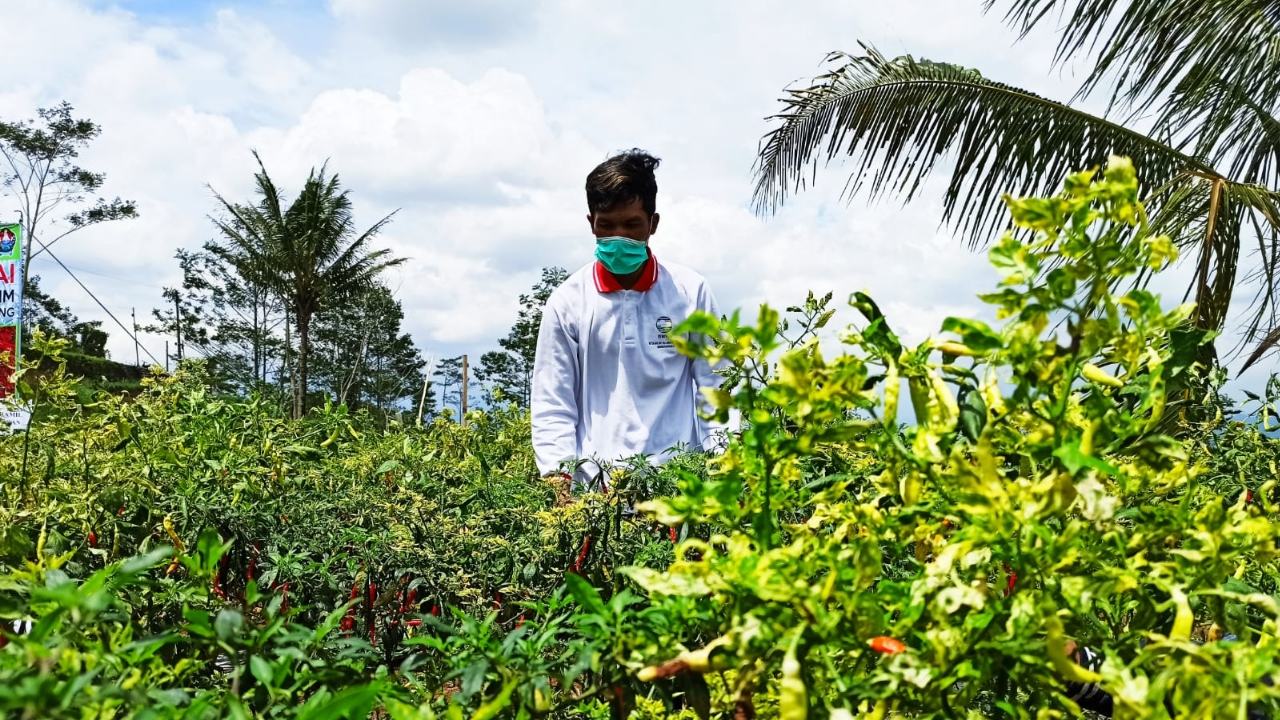 Harga Cabai Anjlok ke Rp10.000 per Kilogram, Petani Temanggung Terpuruk