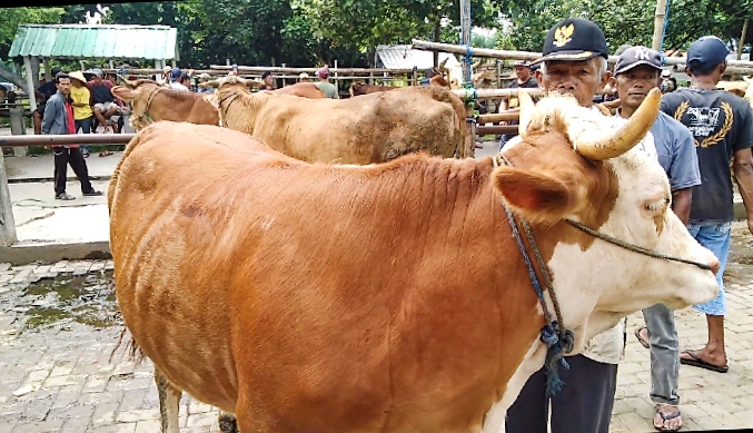 Diterpa PMK, Transaksi Hewan Ternak Sapi di Muntilan Magelang Menurun Drastis