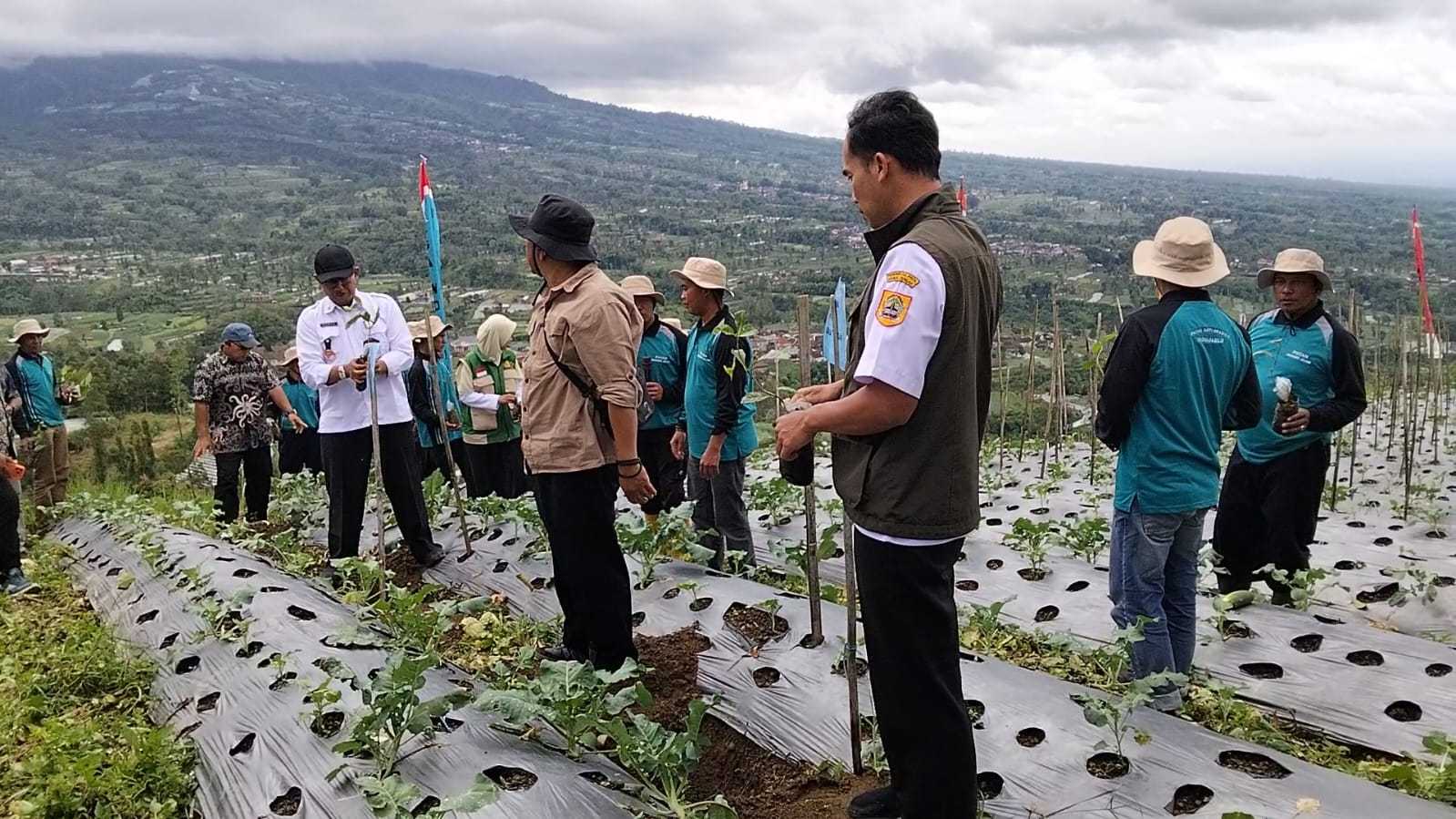 Harga Naik, Lahan Kopi Wonolelo Sawangan Magelang Diperluas