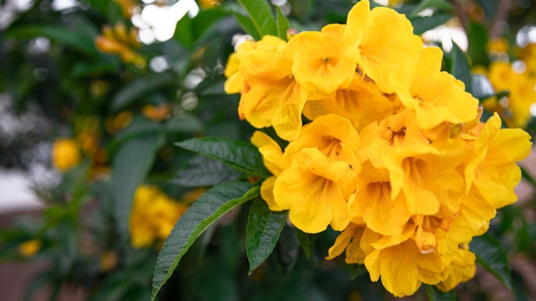 Bunga Tabebuya Mekar Lagi di Magelang, Simak Lokasinya Disini