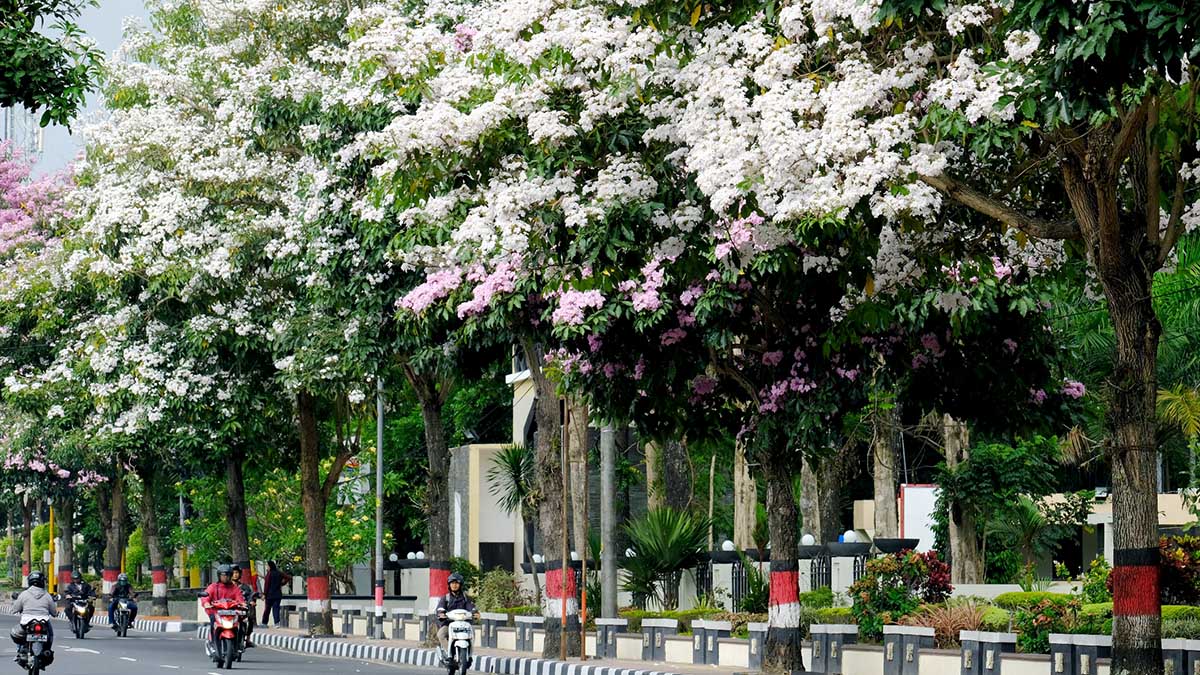 Mantan Walikota Magelang Takjub Lihat Pohon Sakura yang Sedang Bermekaran Saat Ini