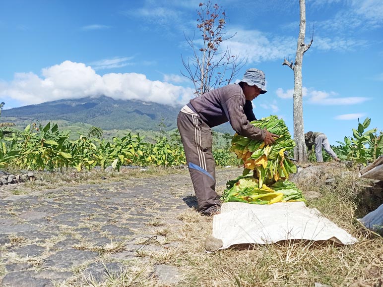 Tembakau Dibeli Harga Murah, Pabrikan Berkilah Faktor Cuaca