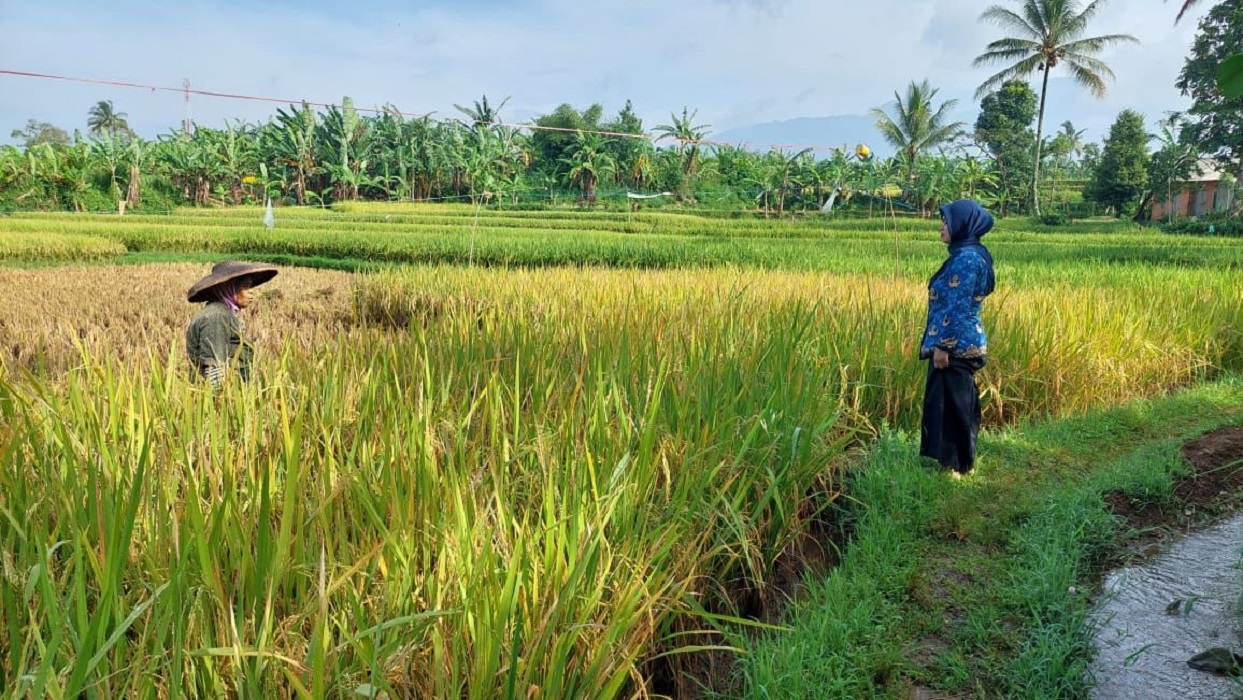 Memasuki Masa Panen, Petani Sukabumi Justru Resah. Apa Pasalnya?