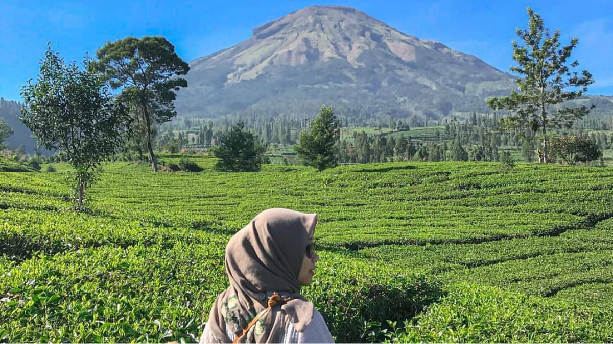 Lokasi dan Rute Menakjubkan di Kebun Teh Tambi Yang Berada di Ketinggian 1500 mdpl Jadi Rekomendasi Wisata