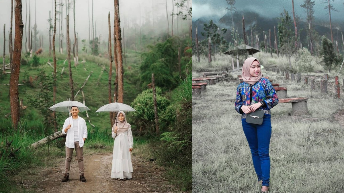 Tempat Healing Baru Bukit Grenden di Magelang Yang Menyuguhkan Hamparan Pohon Pinus Yang Indah