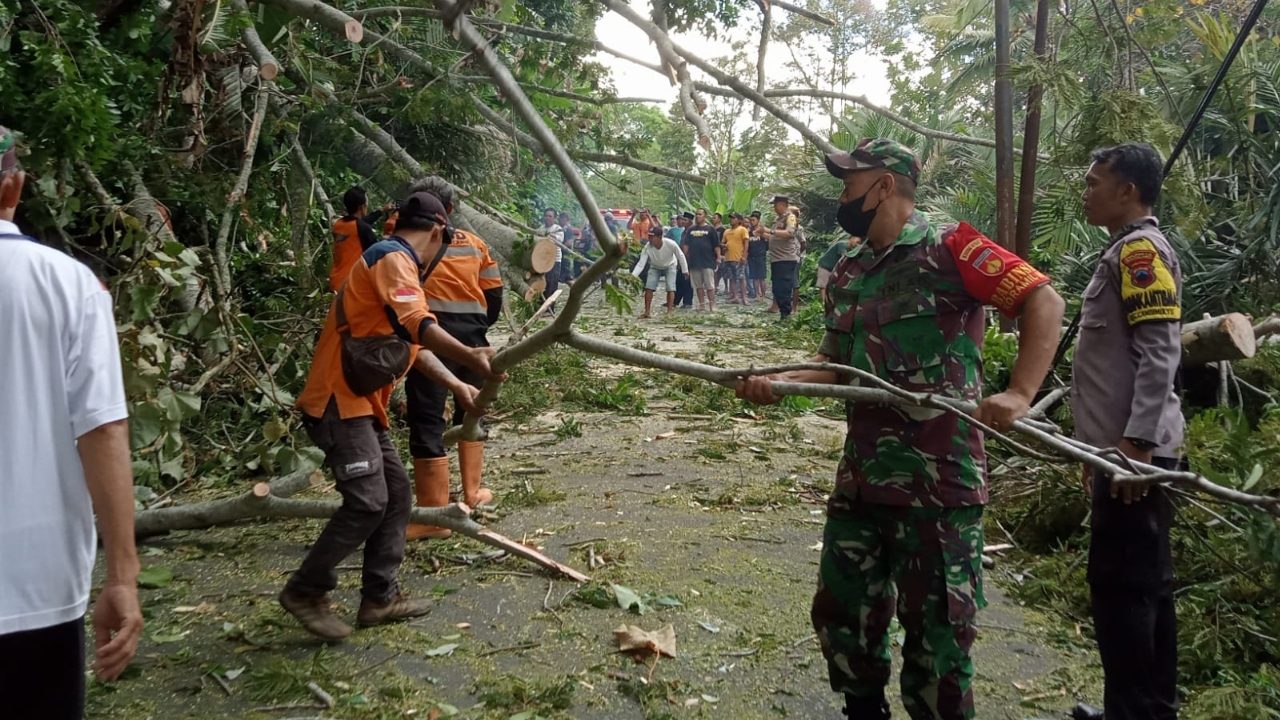 Hujan dan Angin Kencang, Pohon Tumbang Banyak Terjadi di Kabupaten Magelang