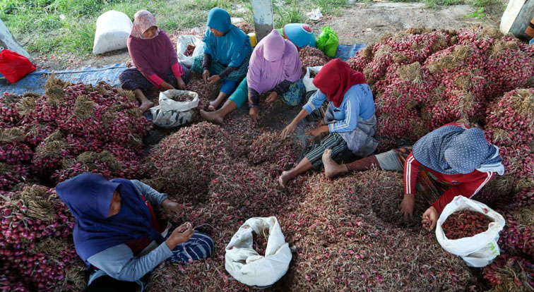 Tekan Inflasi, CMJT Borong Cabai dan Bawang Merah Petani