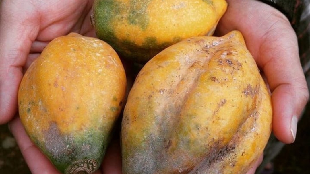 5 Olahan Buah Carica Selain Manisan, dari Dodol hingga Tumisan!