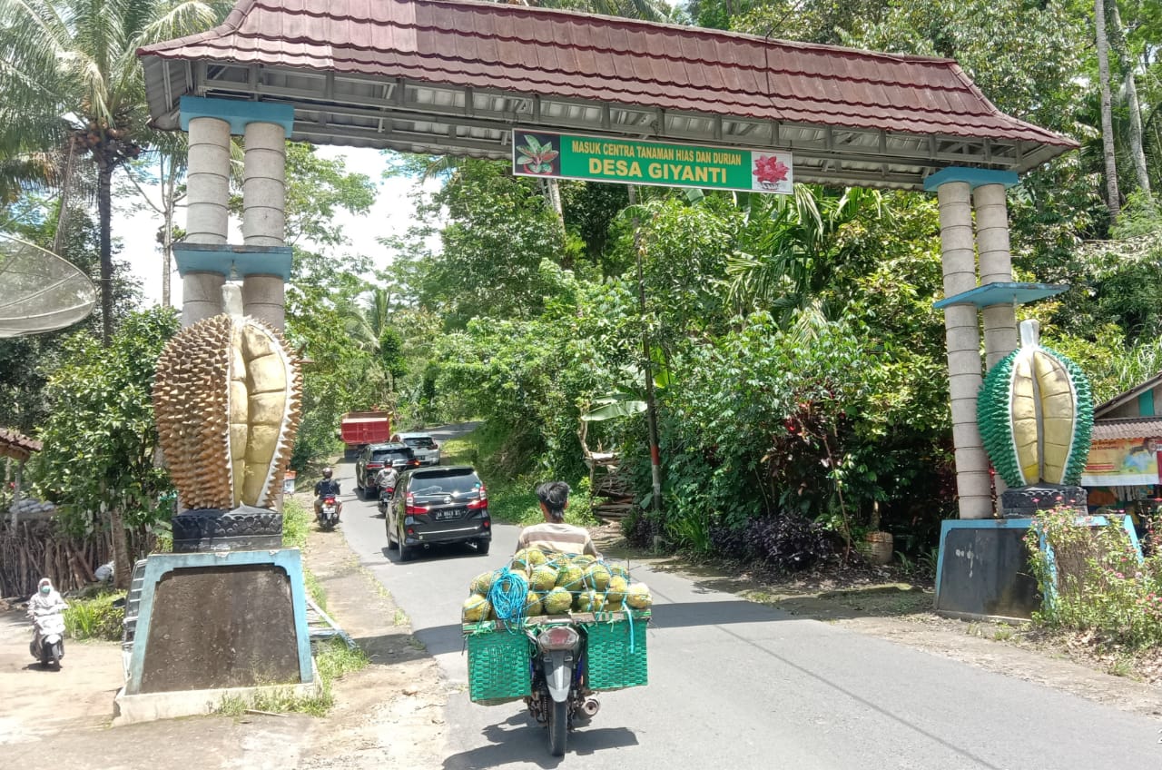 Panen Durian di Candimulyo Diperkirakan Menurun