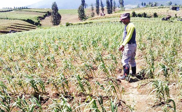 Pemkab Temanggung Genjot Peningkatan Bawang Putih 