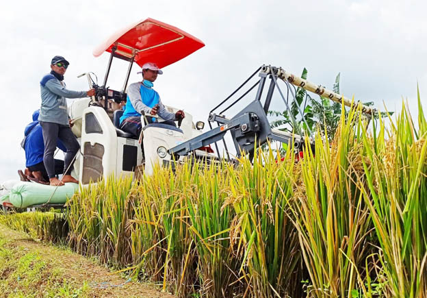 Produktivitas Panen Padi di Temanggung Tahun ini Meningkat