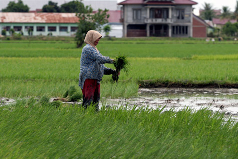 Subsidi Pupuk Diusulkan Dihapus