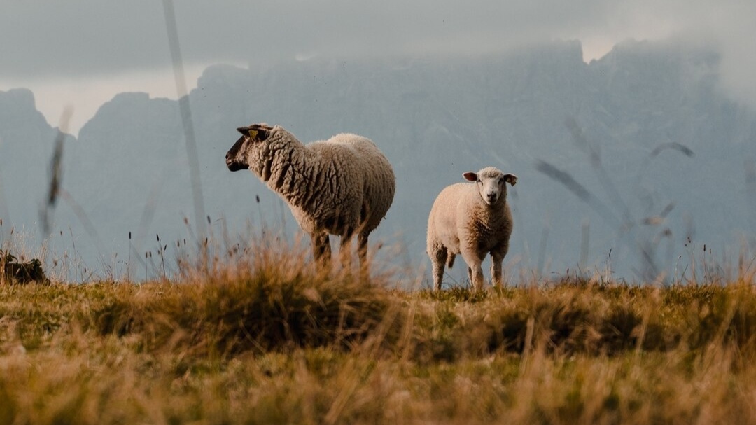 Hukum Menunda Menyembelih Qurban karena Idul Adha Bertepatan Hari Jumat