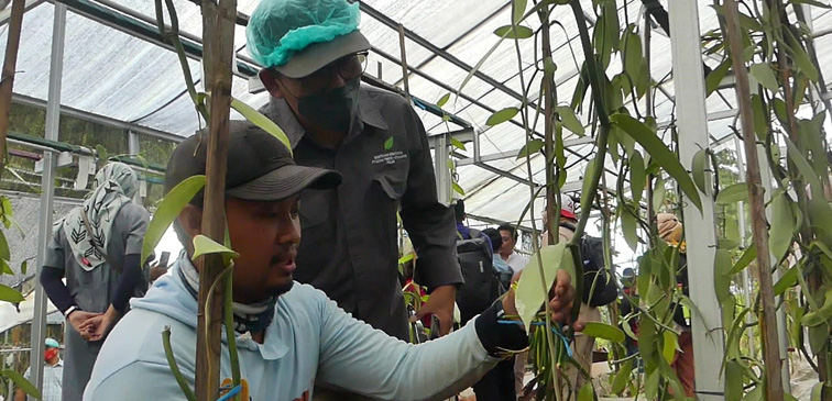KADIN - APHI Rintis Pengembangan Vanili di Kawasan Hutan Temanggung