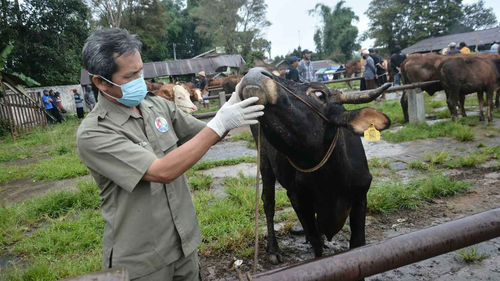 Kasus PMK di Temanggung Melonjak: 162 Sapi Terpapar, Vaksinasi dan Karantina Ditingkatkan