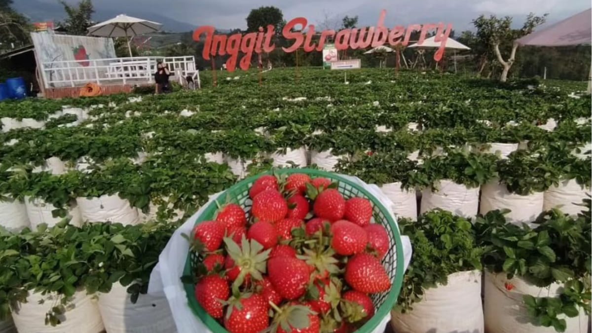 Serunya Kebun Inggit Strawberry Magelang Bisa Petik Langsung Buah Strawberry dari Kebunnya