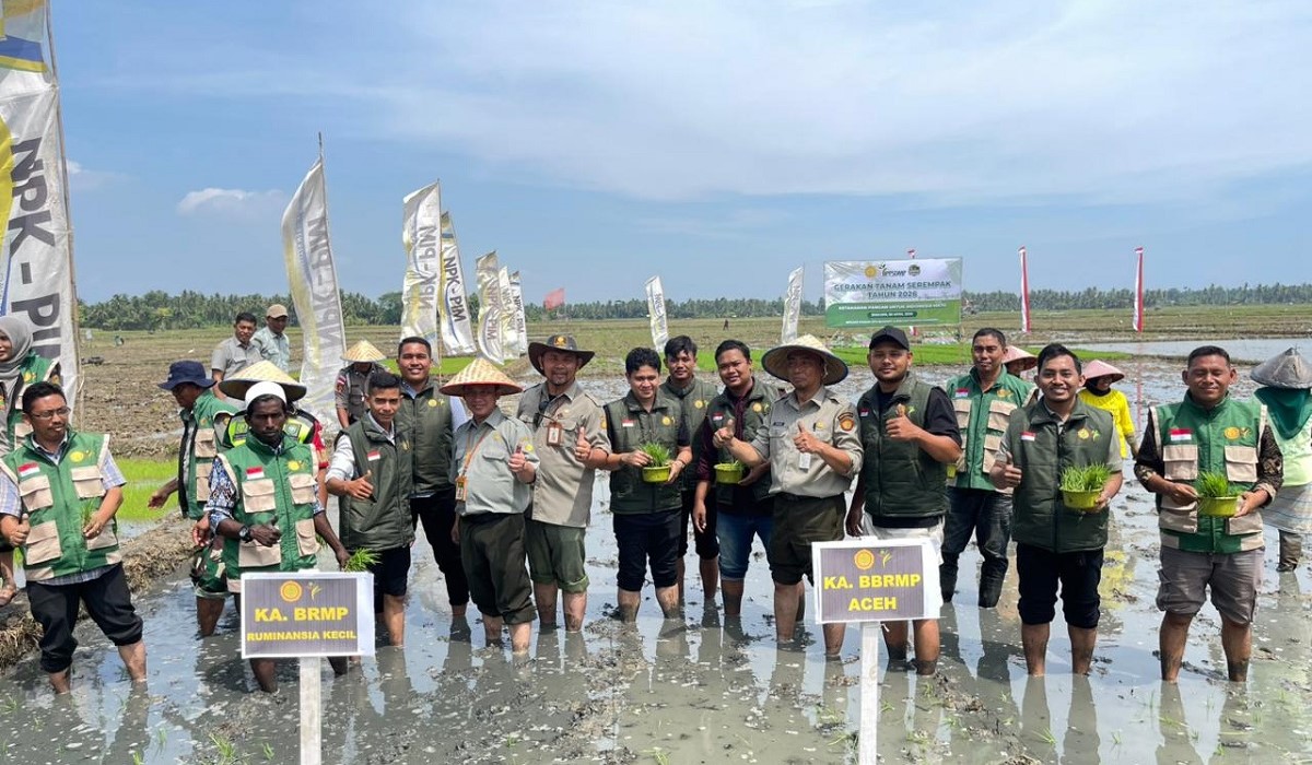 Percepat Pemulihan Pascabencana, Aceh Gelar Tanam Padi Serempak