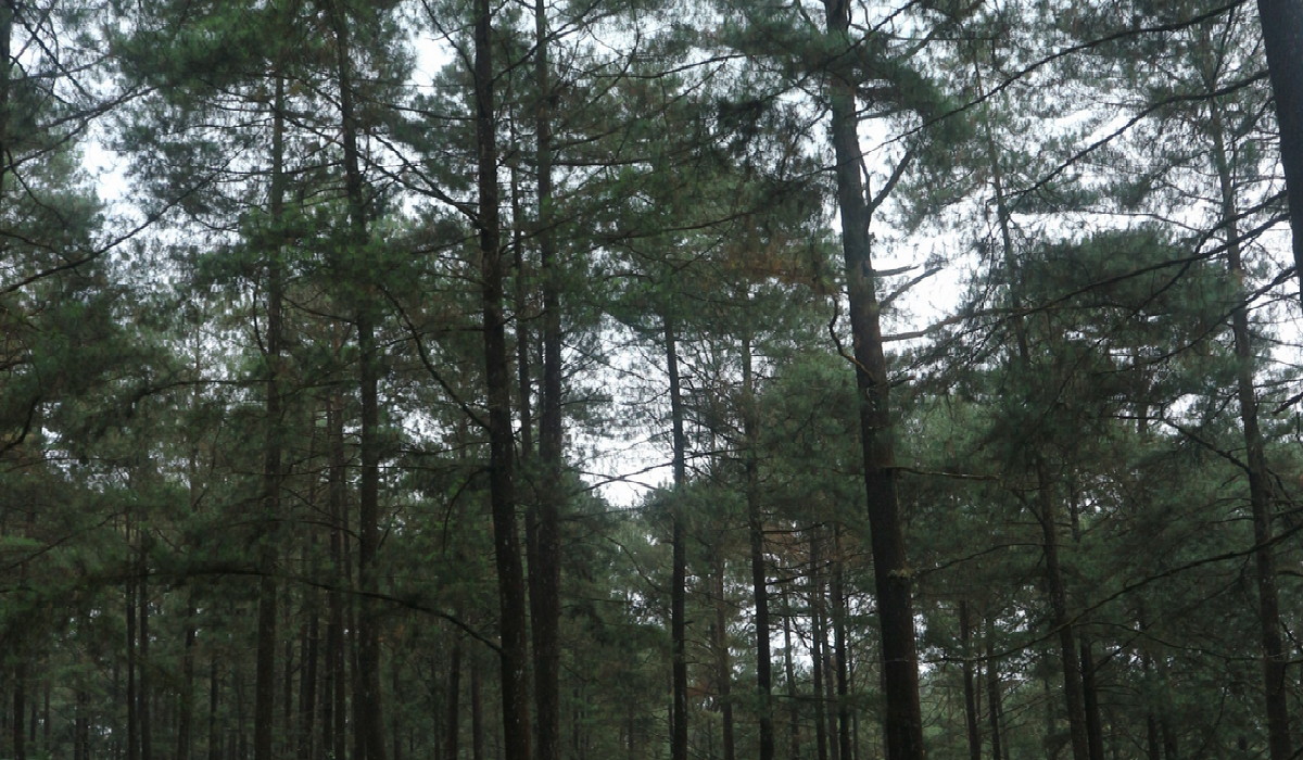 Pesona Hutan Pinus Limpakuwus, Suasananya Berasa Lagi di Lokasi Syuting Twilight!