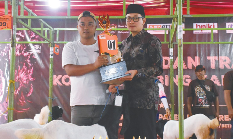 Kontes Kambing Kaligesing Purworejo Tak Sekadar Bersaing Kualitas