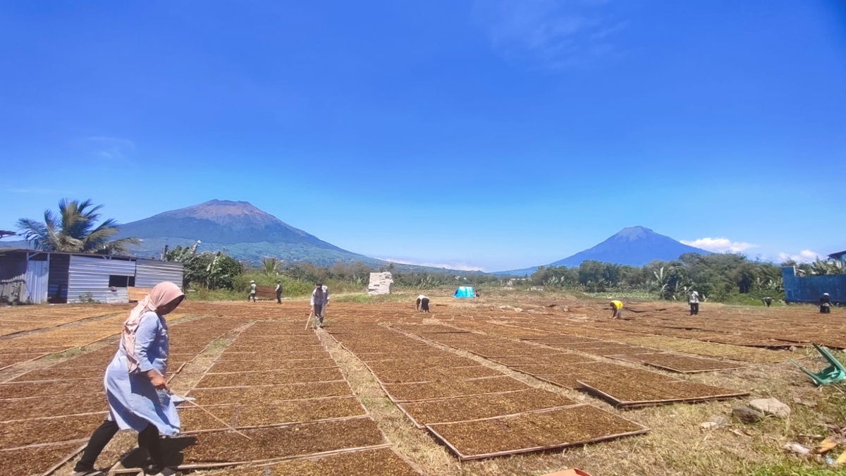 Kemitraan Petani Tembakau Temanggung dengan Pabrikan Meluas, Lahan Capai 1.400 Hektare