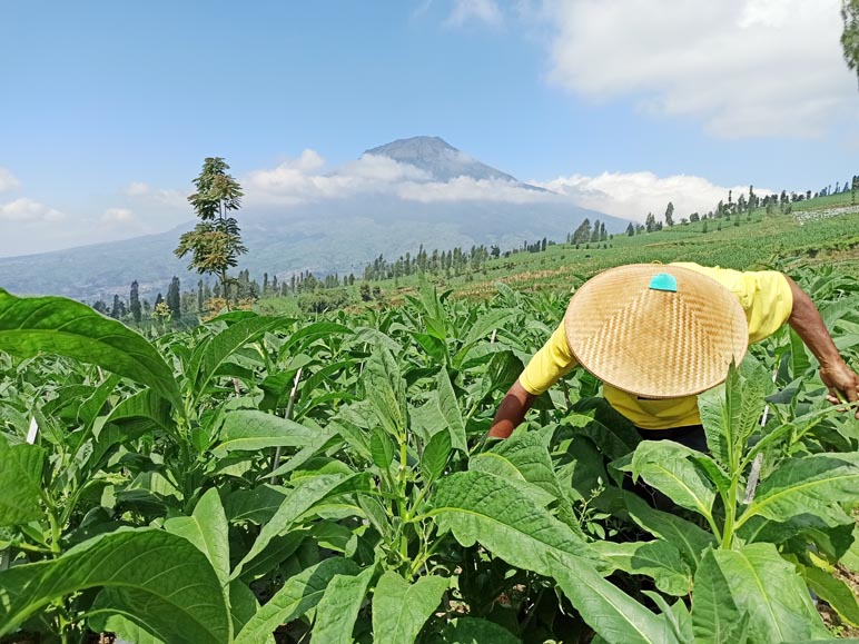 Petani Tembakau di Temanggung Diminta Tenang Meski Belum Ada Informasi Kuota Pembelian dari Pabrikan 