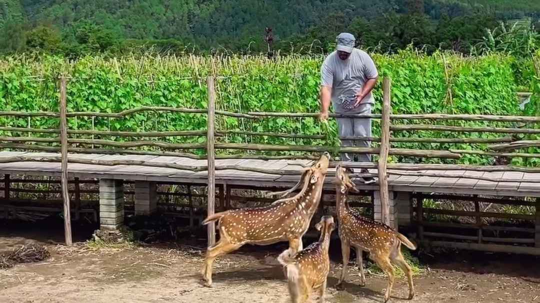 5 Wisata Magelang yang Punya Mini Zoo, Salah Satunya Bisa Interaksi Bareng Alpaca!