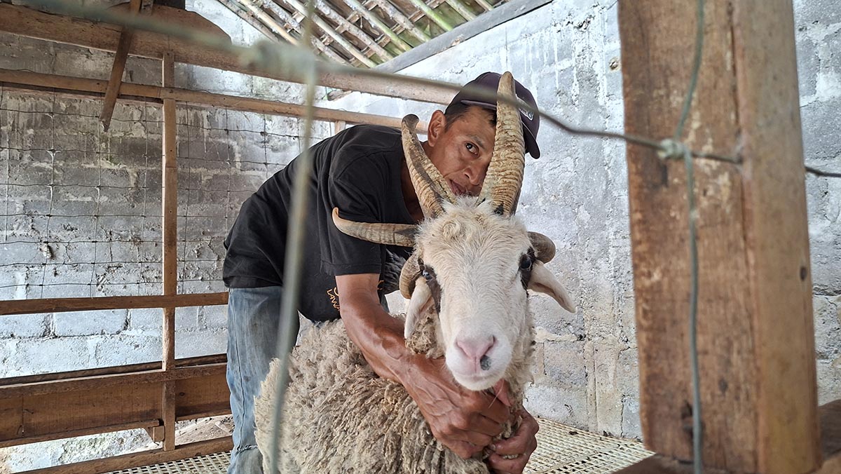 Langka! Domba Bertanduk Lima Muncul di Magelang, Pemilik Tolak Tawaran Pembeli