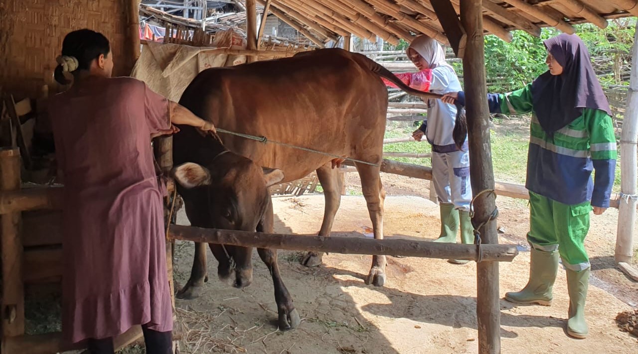Dukung Swasembada Daging, Polbangtan Kementan Terjunkan Mahasiswa Bantu IB di Rembang