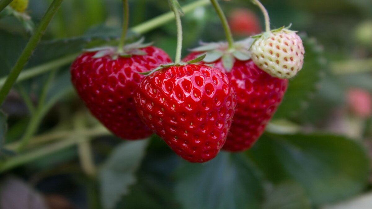 Desa Wisata Lembah Asri Serang Tawarkan Pengalaman Petik Strawberry di Kaki Gunung Slamet