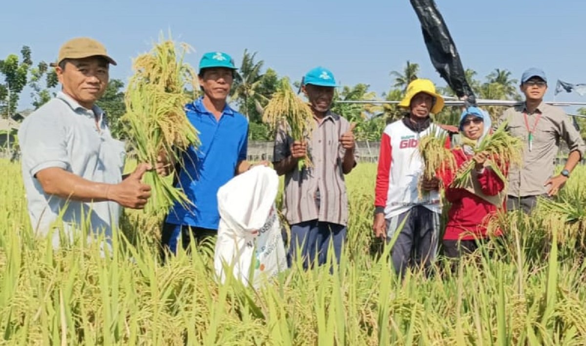 Harga Gabah di Jembrana Mendekati HPP, Petani Harapkan Serapan Optimal oleh Bulog