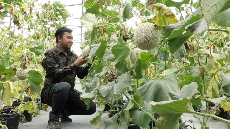 Miliki 19 Green House Melon Jepang dan Korea, Petani Bansari Temanggung Sukses Budidaya Melon