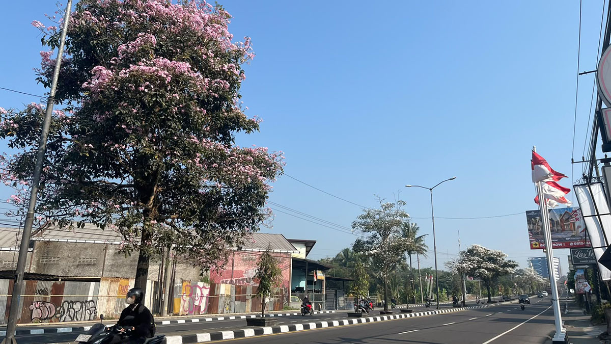 Bunga Tabebuya Mekar di Jalan Magelang-Yogyakarta, Pantang Disiram Saat Kemarau