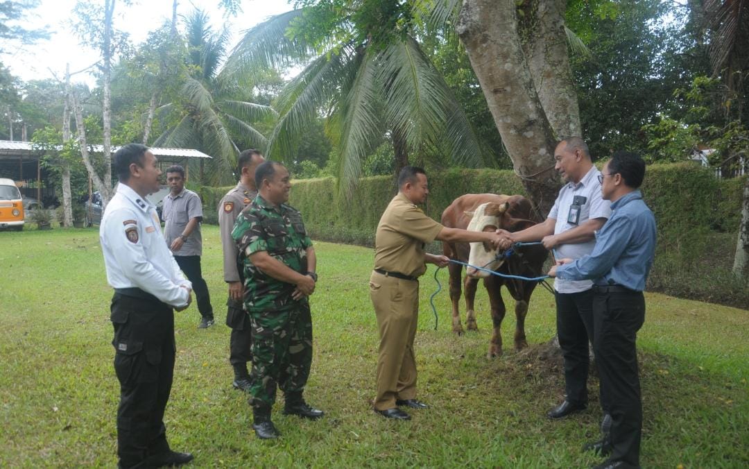 Idul Adha 1444 H, PT TWC Borobudur Salurkan 2 Ekor Sapi Kurban