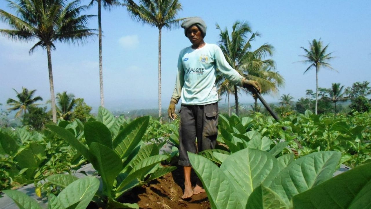 Bupati Temanggung Dorong Petani Jaga Kualitas Tembakau agar Tetap Dilirik Pabrikan